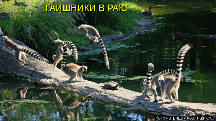 ГАИШНИКИ В РАЮ... Котоматрица: ГАИШНИКИ В РАЮ