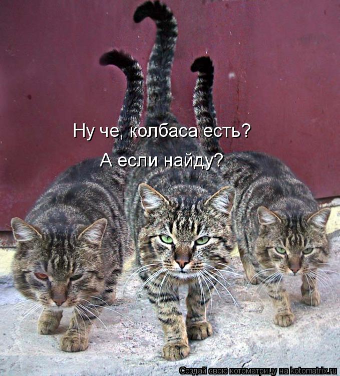 Ну че, колбаса есть? А если найду?... Котоматрица: Ну че, колбаса есть? А если найду?