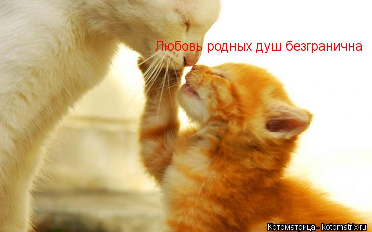 Любовь родных душ безгранична... Котоматрица: Любовь родных душ безгранична