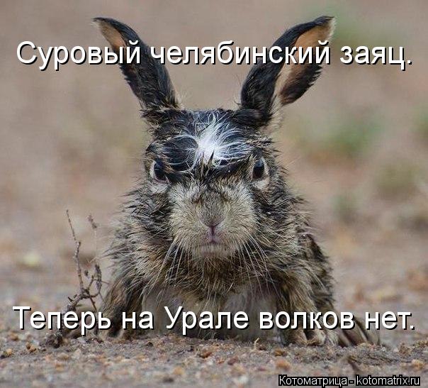 Котоматрица: Суровый челябинский заяц. Теперь на Урале волков нет.