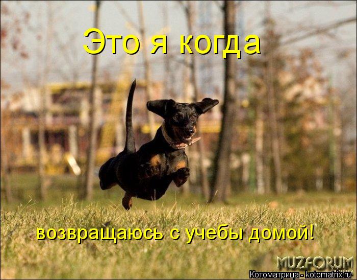 Это я когда возвращаюсь с учебы домой!... Котоматрица: Это я когда возвращаюсь с учебы домой!