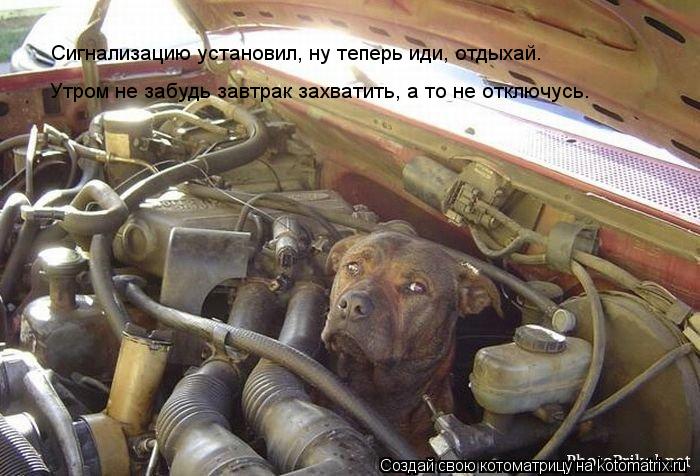 Сигнализацию установил, ну теперь иди, отдыхай. Утром не забудь завтрак захватить, а то не отключусь.... Котоматрица: Сигнализацию установил, ну теперь иди, отдыхай. Утром не забудь завтрак захватить, а то не отключусь.