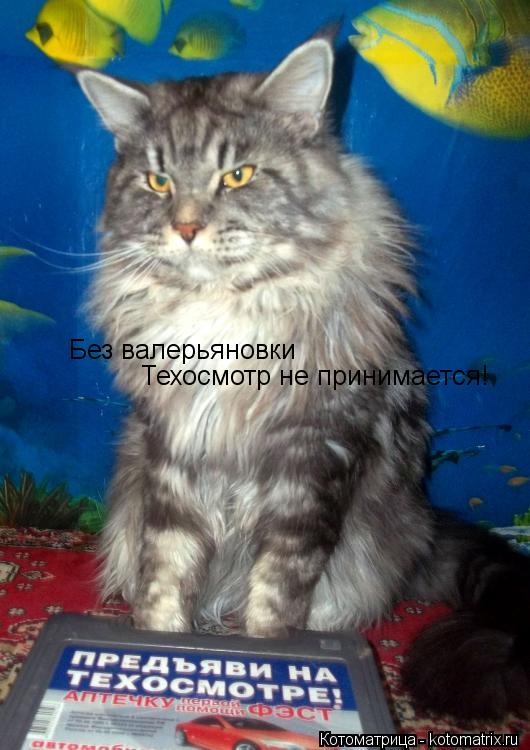 Без валерьяновки Техосмотр не принимается!... Котоматрица: Без валерьяновки Техосмотр не принимается!