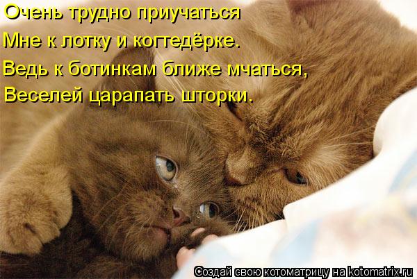 Очень трудно приучаться Мне к лотку и когтедёрке. Ведь к ботинкам ближе мчаться, Веселей царапать шт... Котоматрица: Очень трудно приучаться Мне к лотку и когтедёрке. Ведь к ботинкам ближе мчаться, Веселей царапать шторки.