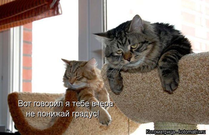 Вот говорил я тебе вчера: не понижай градус!... Котоматрица: Вот говорил я тебе вчера: не понижай градус!