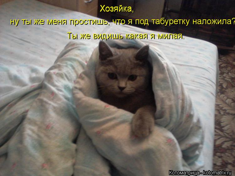Хозяйка, Хозяйка, ну ты же меня простишь, что я под табуретку наложила? Ты же видишь какая я милая.... Котоматрица: Хозяйка, Хозяйка, ну ты же меня простишь, что я под табуретку наложила? Ты же видишь какая я милая.