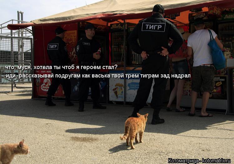 что, муся, хотела ты чтоб я героем стал? иди, рассказывай подругам как васька твой трем тиграм зад на... Котоматрица: что, муся, хотела ты чтоб я героем стал? иди, рассказывай подругам как васька твой трем тиграм зад надрал