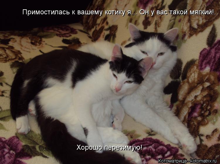 Котоматрица: Примостилась к вашему котику я... Он у вас такой мягкий!..  Хорошо перезимую!