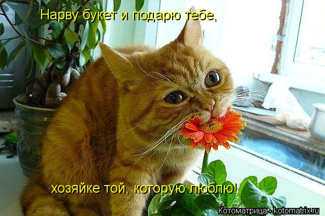 Нарву букет и подарю тебе, хозяйке той, которую люблю!... Котоматрица: Нарву букет и подарю тебе, хозяйке той, которую люблю!