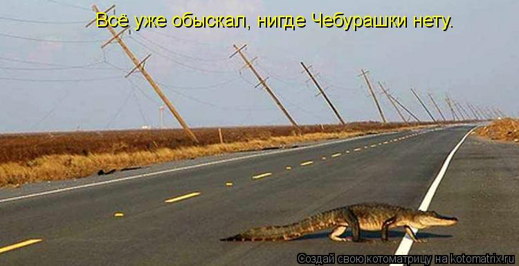 Котоматрица: Всё уже обыскал, нигде Чебурашки нету.