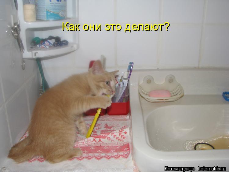 Как они это делают?... Котоматрица: Как они это делают?