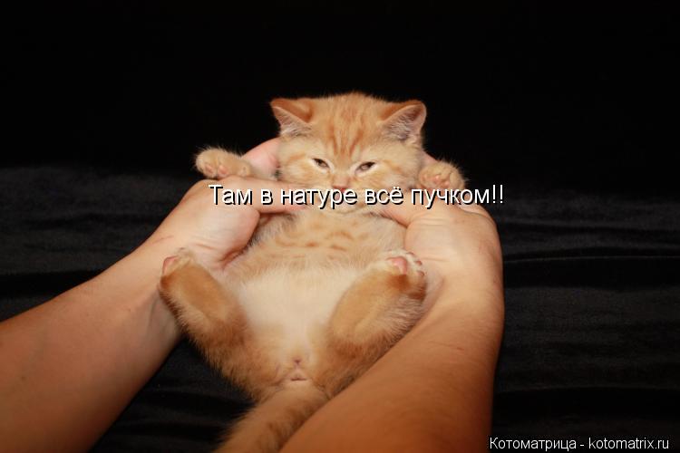 Там в натуре всё пучком!!... Котоматрица: Там в натуре всё пучком!!