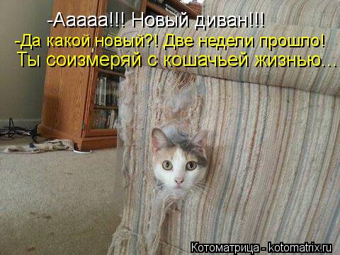 -Ааааа!!! Новый диван!!! -Ааааа!!! Новый диван!!! -Да какой новый?! Две недели прошло! Ты соизмеряй с... Котоматрица: -Ааааа!!! Новый диван!!! -Ааааа!!! Новый диван!!! -Да какой новый?! Две недели прошло! Ты соизмеряй с кошачьей жизнью...