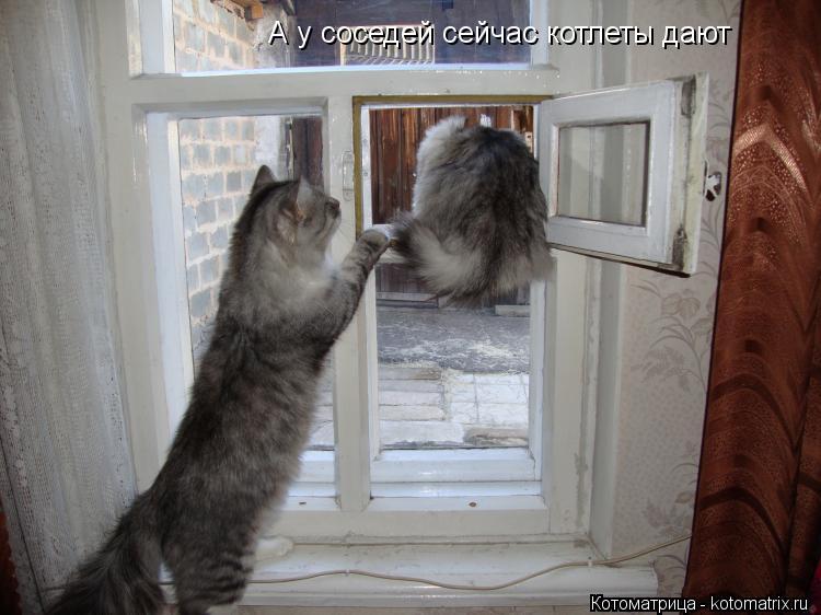 А у соседей сейчас котлеты дают... Котоматрица: А у соседей сейчас котлеты дают