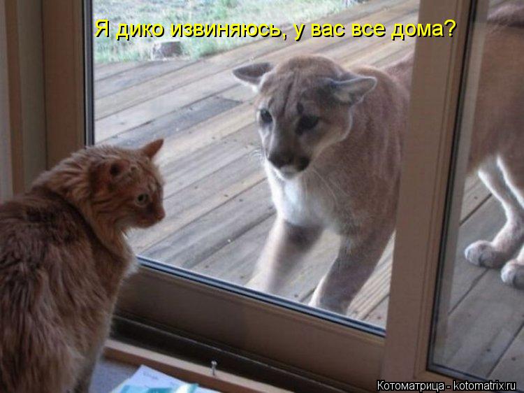 Котоматрица: Я дико извиняюсь, у вас все дома?