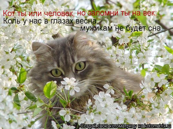 Кот ты или человек, но запомни ты на век: Коль у нас в глазах весна, мужикам не будет сна.... Котоматрица: Кот ты или человек, но запомни ты на век: Коль у нас в глазах весна, мужикам не будет сна.