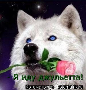 - Я иду джульетта!... Котоматрица: - Я иду джульетта!