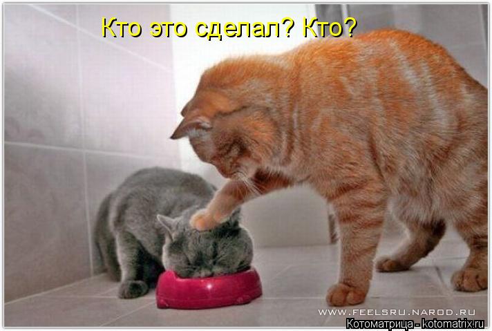 Кто это сделал? Кто?... Котоматрица: Кто это сделал? Кто?