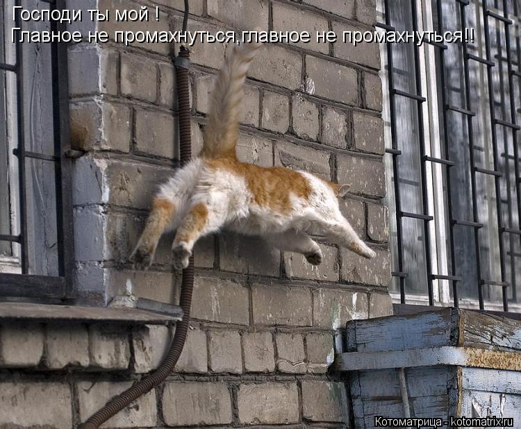 Господи ты мой ! Главное не промахнуться,главное не промахнуться!!... Котоматрица: Господи ты мой ! Главное не промахнуться,главное не промахнуться!!