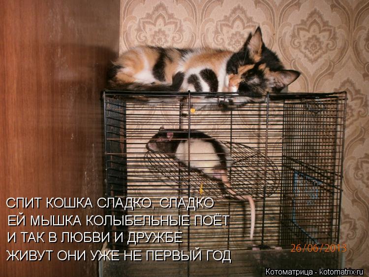 СПИТ КОШКА СЛАДКО, СЛАДКО ЕЙ МЫШКА КОЛЫБЕЛЬНЫЕ ПОЁТ И ТАК В ЛЮБВИ И ДРУЖБЕ ЖИВУТ ОНИ УЖЕ НЕ ПЕРВЫЙ ГО... Котоматрица: СПИТ КОШКА СЛАДКО, СЛАДКО ЕЙ МЫШКА КОЛЫБЕЛЬНЫЕ ПОЁТ И ТАК В ЛЮБВИ И ДРУЖБЕ ЖИВУТ ОНИ УЖЕ НЕ ПЕРВЫЙ ГОД