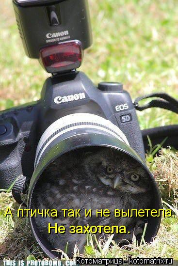 А птичка так и не вылетела. Не захотела.... Котоматрица: А птичка так и не вылетела. Не захотела.