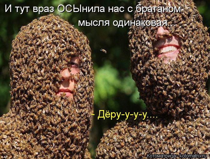 И тут враз ОСЫнила нас с братаном мысля одинаковая... - Дёру-у-у-у....... Котоматрица: И тут враз ОСЫнила нас с братаном мысля одинаковая... - Дёру-у-у-у....