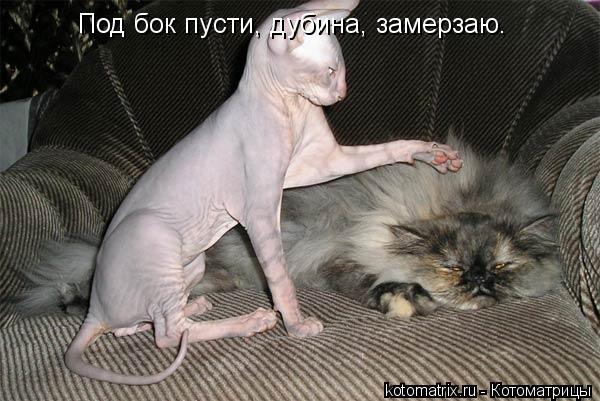 Под бок пусти, дубина, замерзаю.... Котоматрица: Под бок пусти, дубина, замерзаю.
