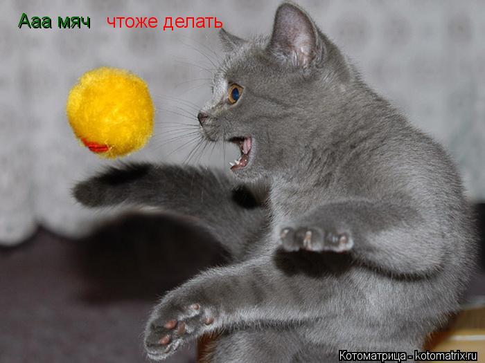 Ааа мяч чтоже делать... Котоматрица: Ааа мяч чтоже делать