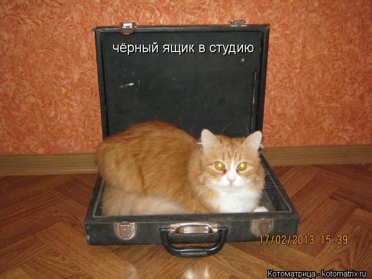 Котоматрица: чёрный ящик в студию