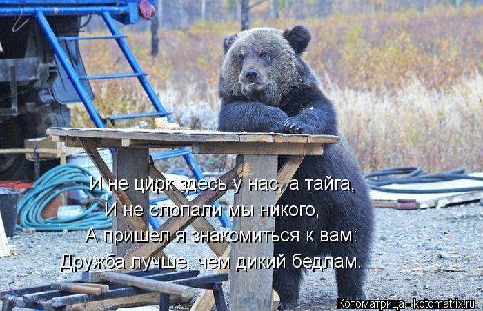 Котоматрица: И не цирк здесь у нас, а тайга, И не слопали мы никого, А пришел я знакомиться к вам: Дружба лучше, чем дикий бедлам.