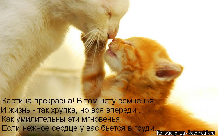 Если нежное сердце у вас бьется в груди... Как умилительны эти мгновенья, И жизнь - так хрупка, но вс... Котоматрица: Если нежное сердце у вас бьется в груди... Как умилительны эти мгновенья, И жизнь - так хрупка, но вся впереди... Картина прекрасна! В том нету с