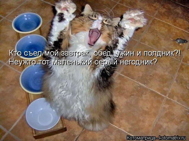Кто съел мой завтрак, обед, ужин и полдник?! Неужто тот маленький серый негодник?... Котоматрица: Кто съел мой завтрак, обед, ужин и полдник?! Неужто тот маленький серый негодник?
