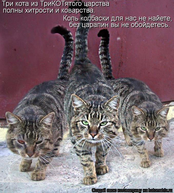Три кота из ТриКОТятого царства полны хитрости и коварства. без царапин вы не обойдетесь. Коль колбас... Котоматрица: Три кота из ТриКОТятого царства полны хитрости и коварства. без царапин вы не обойдетесь. Коль колбаски для нас не найете,