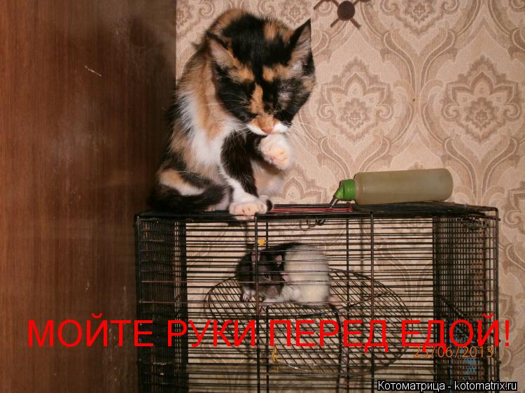 МОЙТЕ РУКИ ПЕРЕД ЕДОЙ!... Котоматрица: МОЙТЕ РУКИ ПЕРЕД ЕДОЙ!