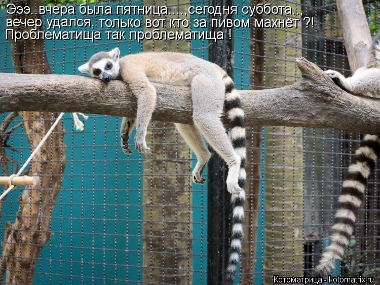 Эээ..вчера была пятница....,сегодня суббота.., вечер удался, только вот кто за пивом махнёт ?! Пробле... Котоматрица: Эээ..вчера была пятница....,сегодня суббота.., вечер удался, только вот кто за пивом махнёт ?! Проблематища так проблематища !
