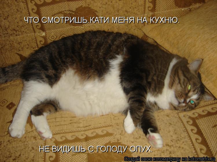 ЧТО СМОТРИШЬ.КАТИ МЕНЯ НА КУХНЮ. НЕ ВИДИШЬ С ГОЛОДУ ОПУХ.... Котоматрица: ЧТО СМОТРИШЬ.КАТИ МЕНЯ НА КУХНЮ. НЕ ВИДИШЬ С ГОЛОДУ ОПУХ.