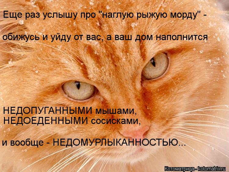 Еще раз услышу про "наглую рыжую морду" - обижусь и уйду от вас, а ваш дом наполнится НЕДОПУГАННЫМИ... Котоматрица: Еще раз услышу про "наглую рыжую морду" - обижусь и уйду от вас, а ваш дом наполнится НЕДОПУГАННЫМИ мышами, НЕДОЕДЕННЫМИ сосисками, и вообщ