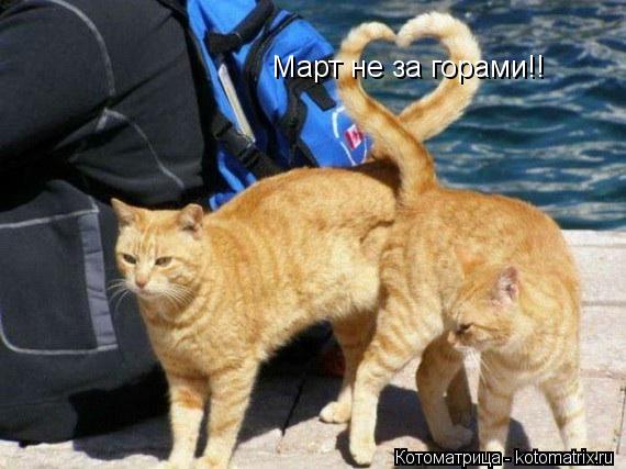 Март не за горами!!... Котоматрица: Март не за горами!!