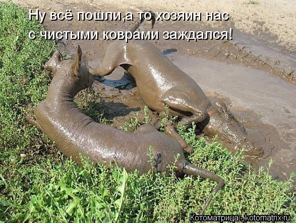 Ну всё пошли,а то хозяин нас с чистыми коврами заждался!... Котоматрица: Ну всё пошли,а то хозяин нас с чистыми коврами заждался!