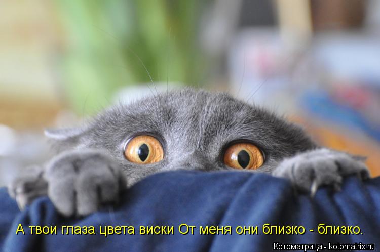 А твои глаза цвета виски От меня они близко - близко.... Котоматрица: А твои глаза цвета виски От меня они близко - близко.