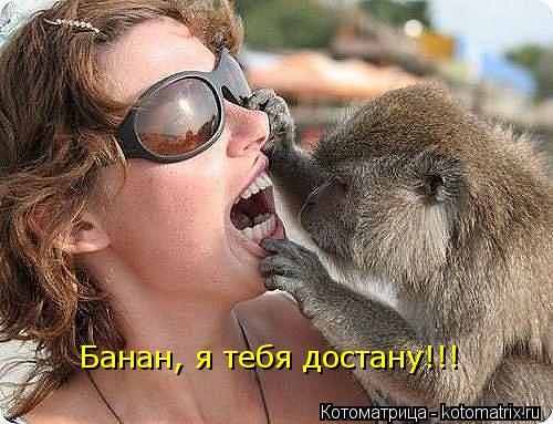 Банан, я тебя достану!!!... Котоматрица: Банан, я тебя достану!!!
