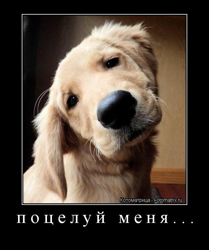 поцелуй меня... ... Котоматрица: поцелуй меня...