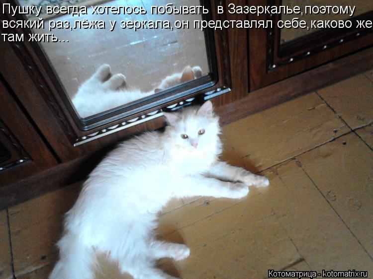 Пушку всегда хотелось побывать в Зазеркалье,поэтому всякий раз,лёжа у зеркала,он представлял себе,ка... Котоматрица: Пушку всегда хотелось побывать в Зазеркалье,поэтому всякий раз,лёжа у зеркала,он представлял себе,каково же там жить...