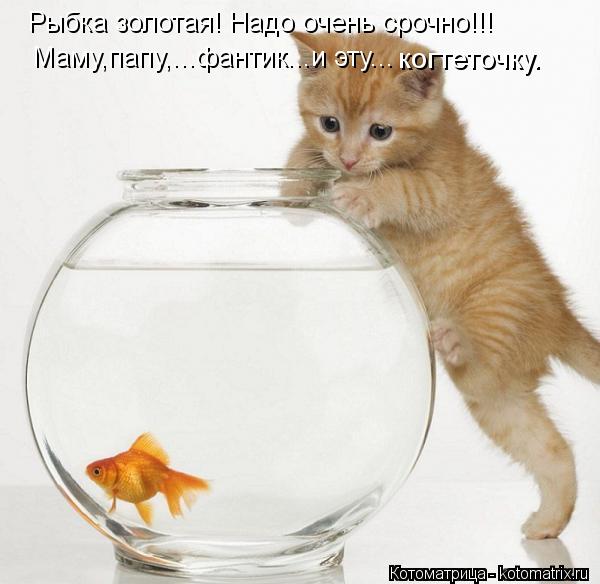 Рыбка золотая! Надо очень срочно!!! Маму,папу,...фантик...и эту... когтеточку.... Котоматрица: Рыбка золотая! Надо очень срочно!!! Маму,папу,...фантик...и эту... когтеточку.