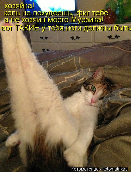 хозяйка! коль не похудеешь, фиг тебе а не хозяин моего Мурзика! вот ТАКИЕ у тебя ноги должны быть... Котоматрица: хозяйка! коль не похудеешь, фиг тебе а не хозяин моего Мурзика! вот ТАКИЕ у тебя ноги должны быть