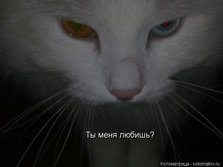 Ты меня любишь?... Котоматрица: Ты меня любишь?