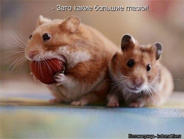 - Зато какие большие глазки!..... Котоматрица: - Зато какие большие глазки!..