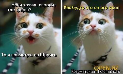 Если хозяин спросит где фарш? То я посмотрю на Шарика Как будто это он его съел... Котоматрица: Если хозяин спросит где фарш? То я посмотрю на Шарика Как будто это он его съел