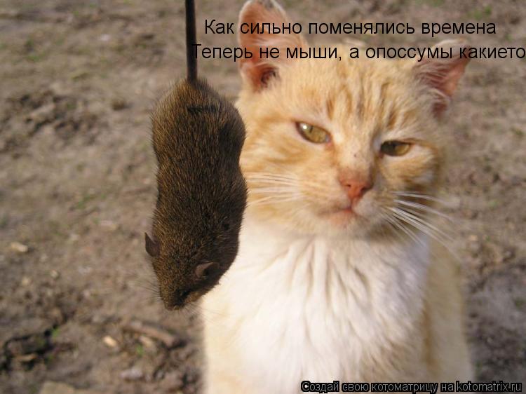 Котоматрица: Как сильно поменялись времена Теперь не мыши, а опоссумы какието