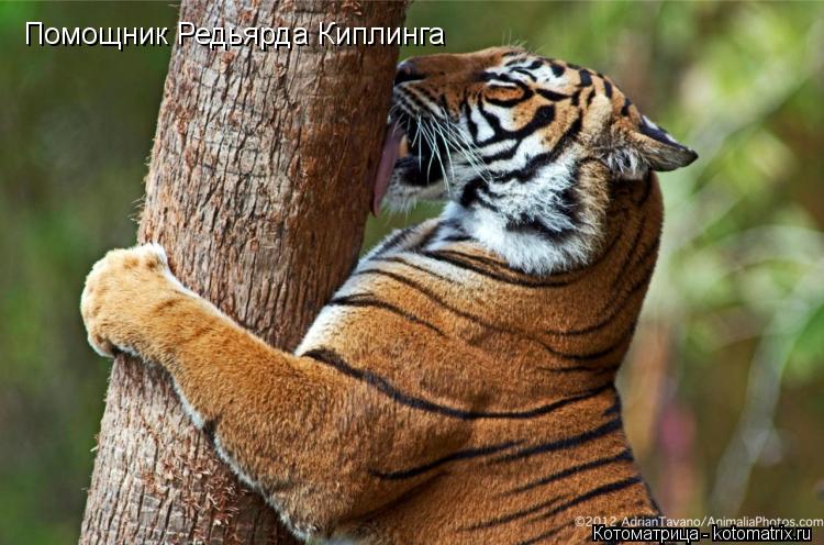 Помощник Редьярда Киплинга... Котоматрица: Помощник Редьярда Киплинга